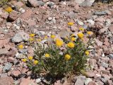 Achillea filipendulina