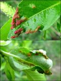 Salix pentandra. Поражённый лист. Окр. Архангельска, 26.05.2015.