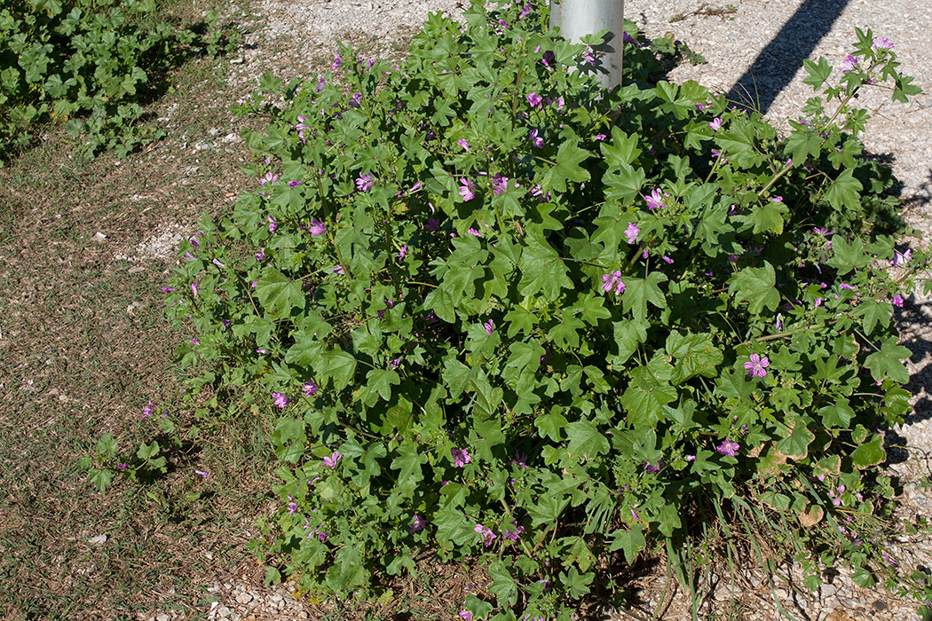 Image of Malva sylvestris specimen.