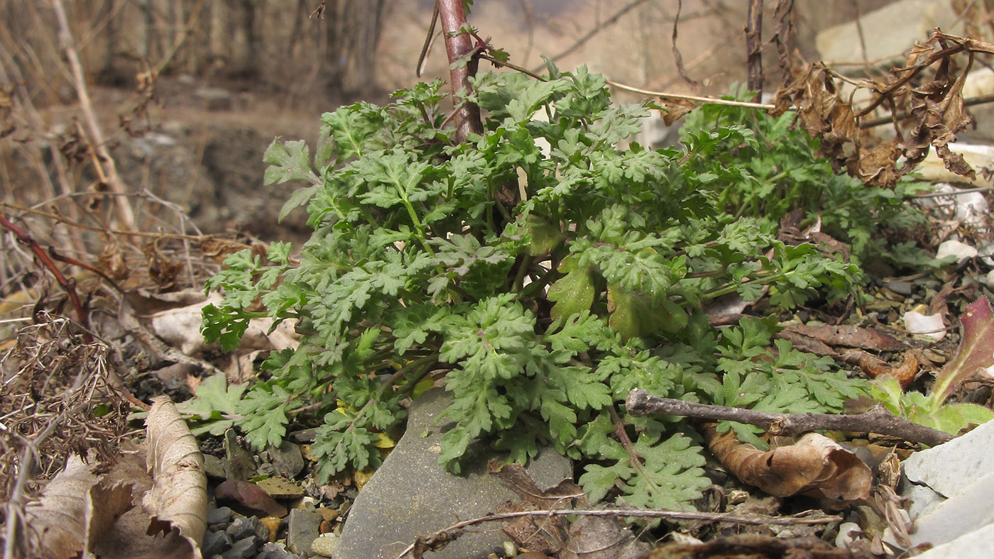 Image of Pyrethrum parthenifolium specimen.