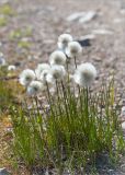 Eriophorum scheuchzeri. Плодоносящие растения на обочине грунтовой дороги. Мурманская обл., Кольский р-н, окр. пос. Дальние Зеленцы. 22.06.2015.