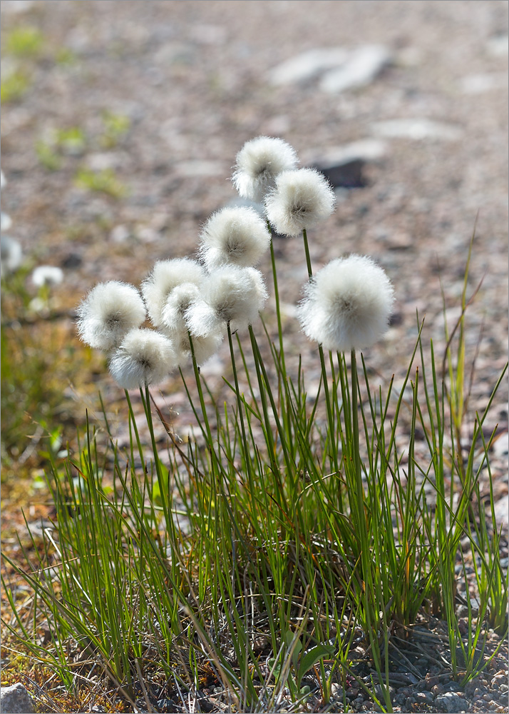 Изображение особи Eriophorum scheuchzeri.