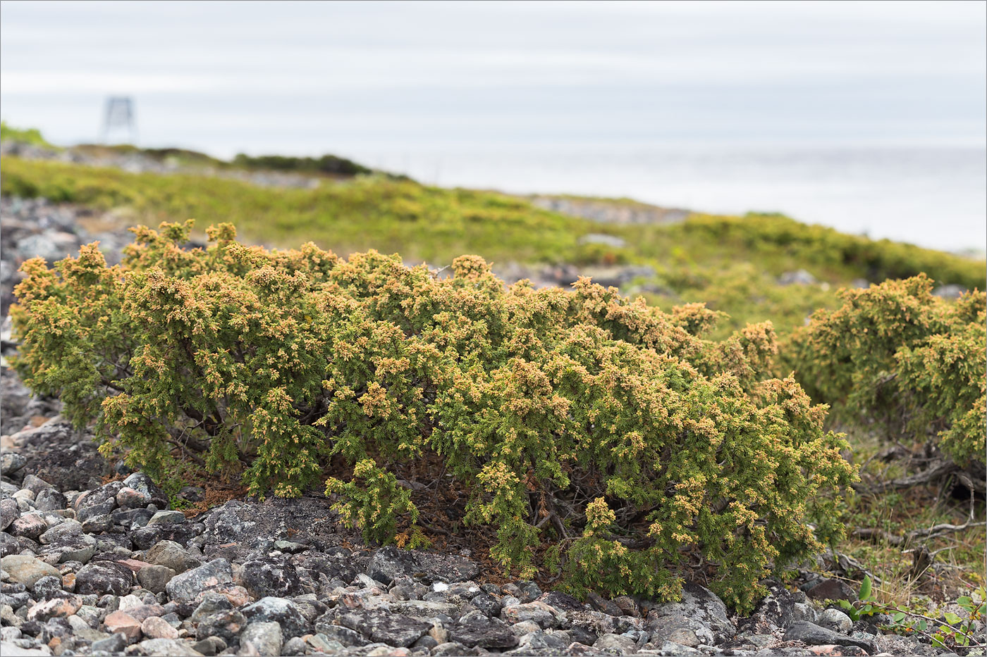 Изображение особи Juniperus sibirica.