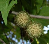 Platanus orientalis