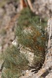 Ephedra equisetina. \"Плодоносящее\" растение на скале. Южный Казахстан, горы Алатау (Даубаба), Восточное ущелье. 30.06.2014.