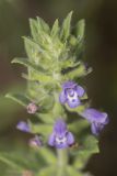 Ziziphora villosa. Соцветие. Крым, Бахчисарайский р-н, окр. пгт Куйбышево, луг. 01.06.2014.