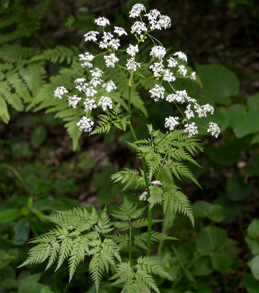 Image of Anthriscus sylvestris specimen.