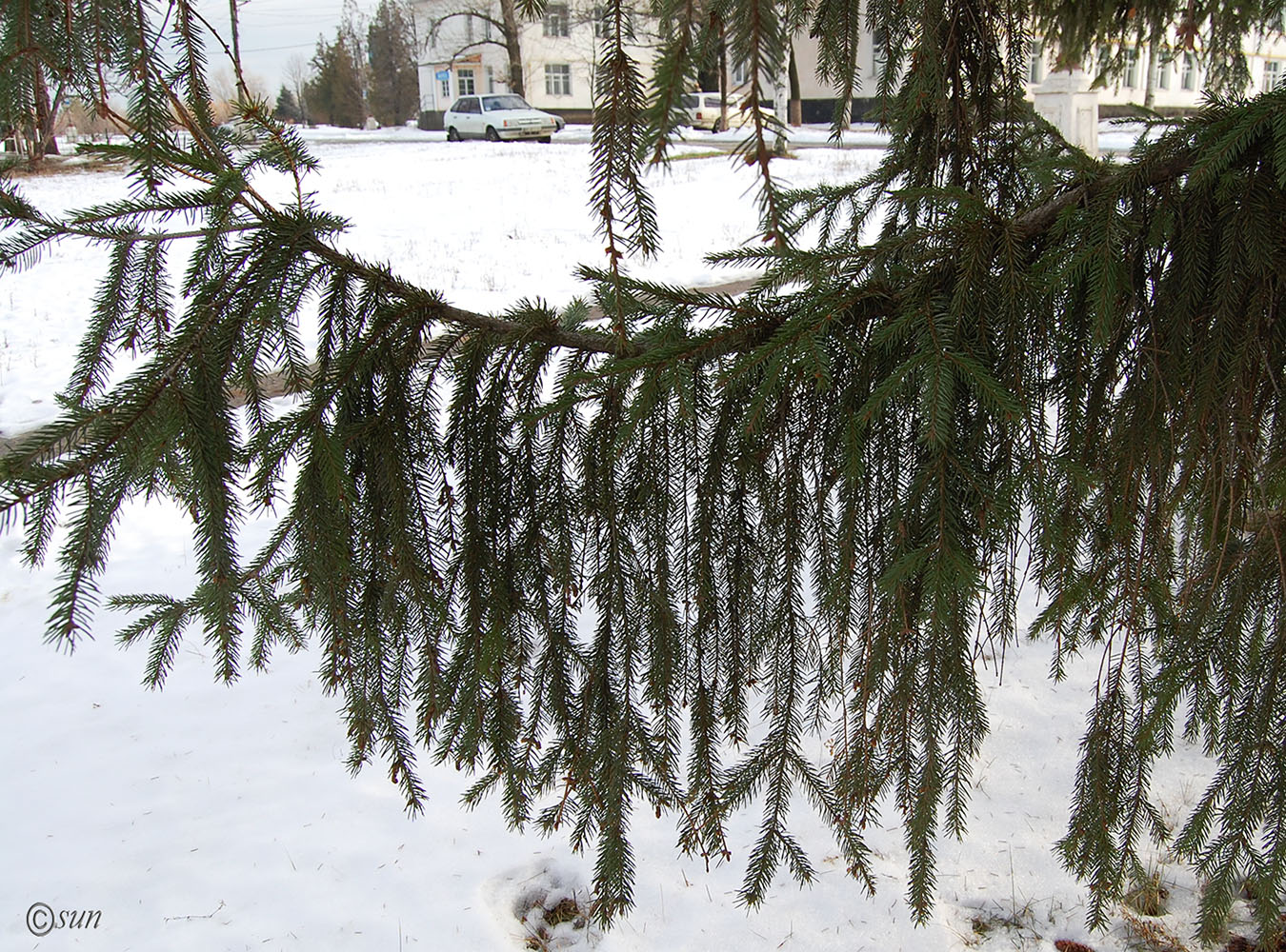 Изображение особи Picea abies.