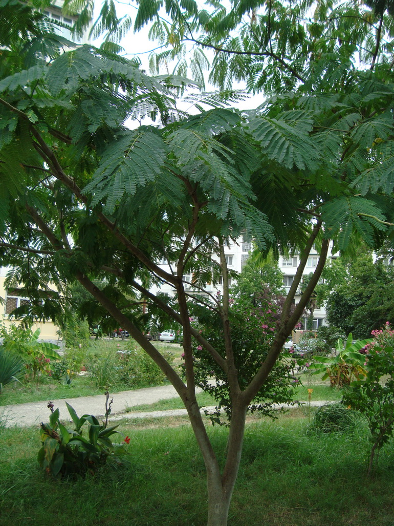 Image of Albizia julibrissin specimen.