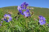 Geranium gymnocaulon. Верхушки цветущих растений. Адыгея, Кавказский биосферный заповедник, северо-восточный склон горы Блям, ≈ 2050 м н.у.м., субальпийский луг, в понижении вблизи карстовой воронки с остатками снежника. 19.07.2015.