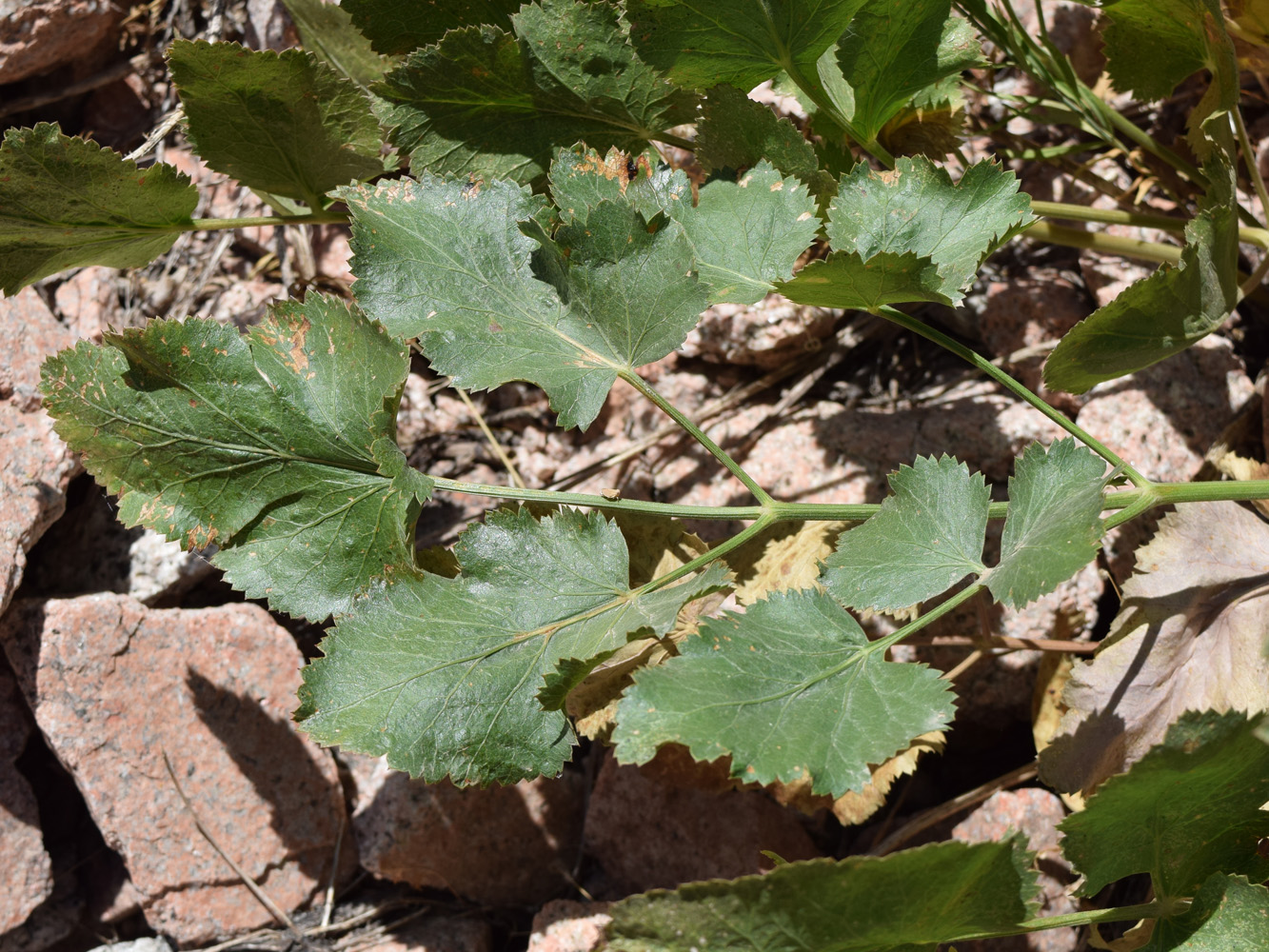 Image of Mediasia macrophylla specimen.