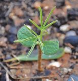 Lupinus angustifolius