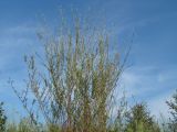 Salix microstachya