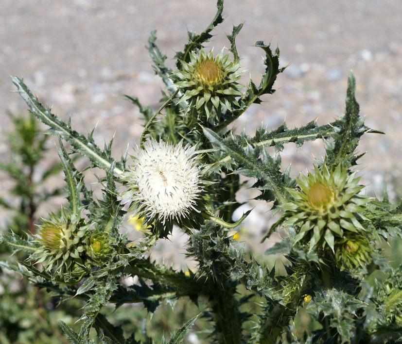 Image of Carduus nutans specimen.