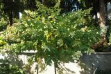 Hydrangea paniculata