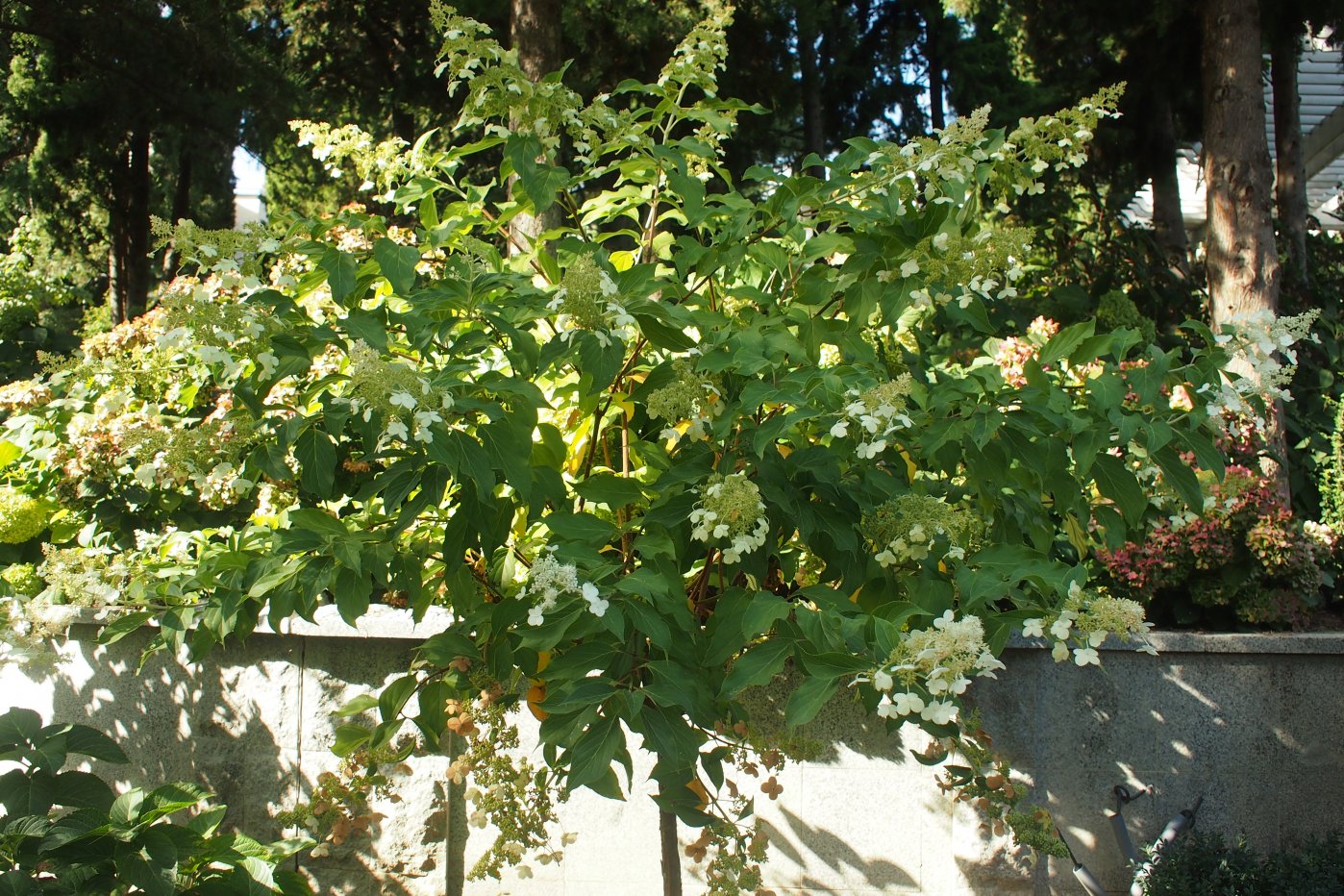 Изображение особи Hydrangea paniculata.