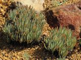 Dudleya edulis