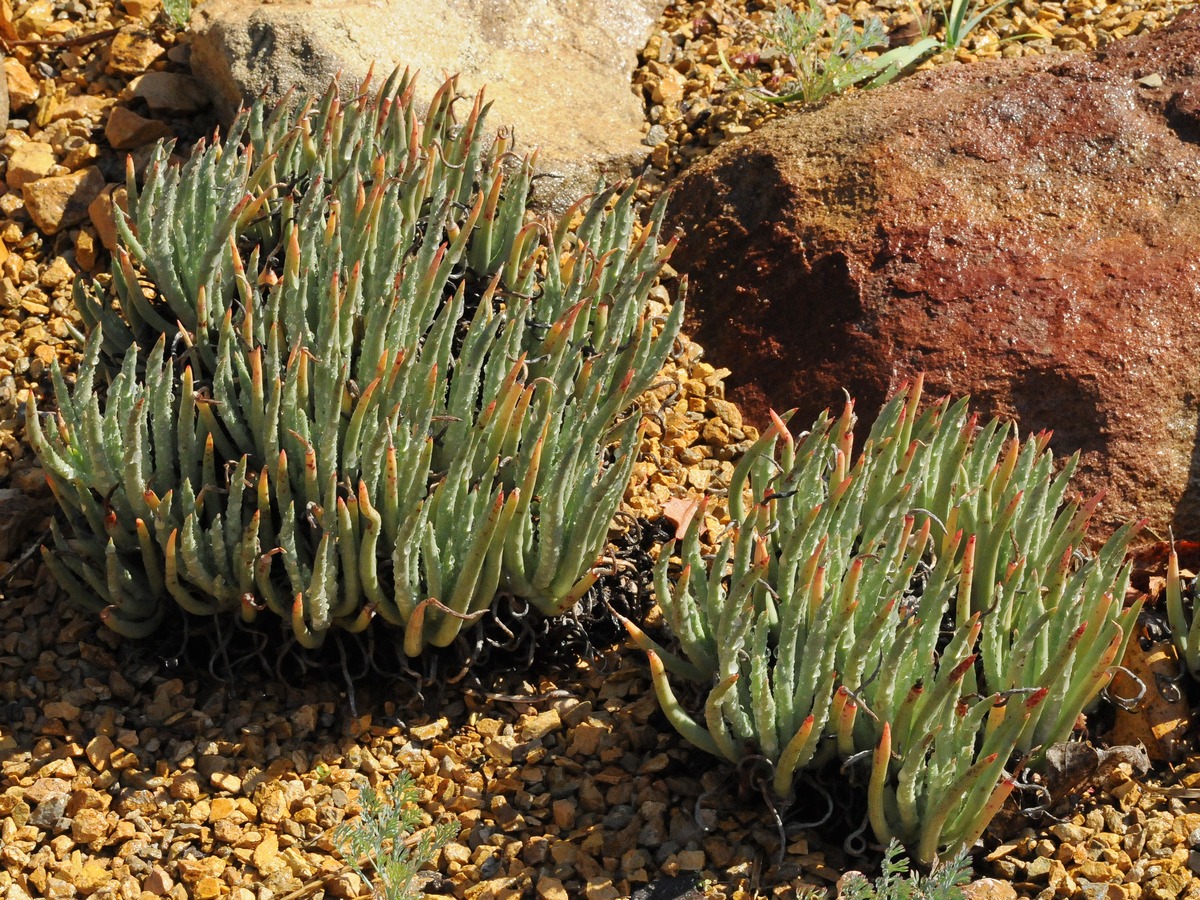 Изображение особи Dudleya edulis.
