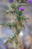 Cirsium vulgare. Часть стебля с соцветиями и листьями. Южный Казахстан, горы Алатау (Даубаба), Карьерное ущелье. 13.08.2014.