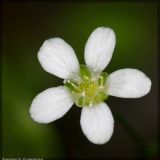 Moehringia lateriflora. Цветок. Республика Татарстан, национальный парк \"Нижняя Кама\", май 2008 г.