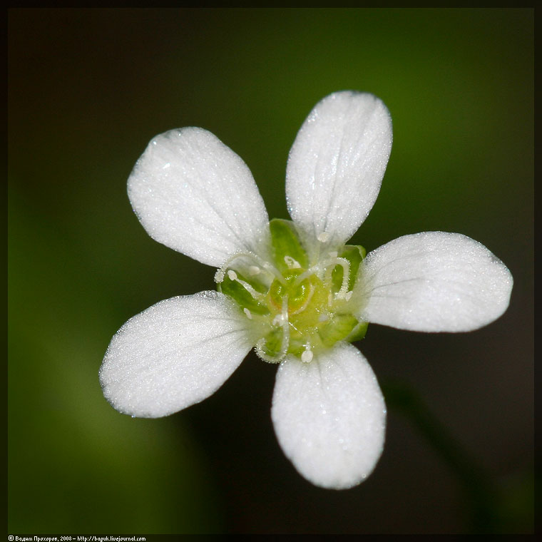 Изображение особи Moehringia lateriflora.