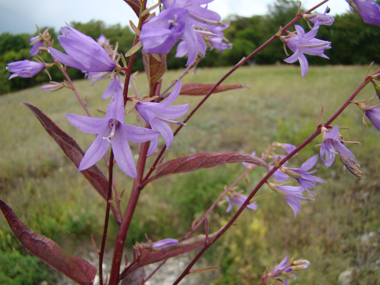 Изображение особи Campanula &times; spryginii.