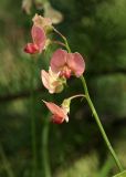 Lathyrus sylvestris. Часть соцветия. Костромская обл., Судиславский р-н, окр. дер. Антипино, обочина автомобильной дороги. 11.07.2015.