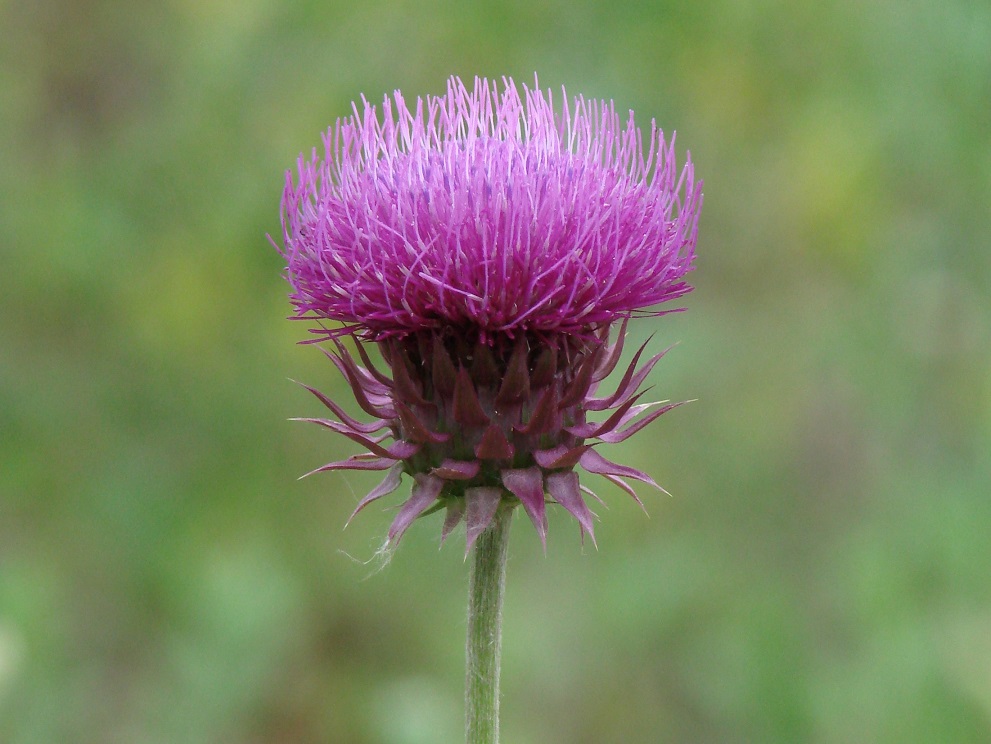 Image of Carduus thoermeri specimen.