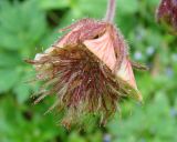 Geum rivale