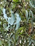 Eucalyptus globulus. Часть веточки. Испания, Андалусия, г. Малага, ботанический сад \"La Concepcion\". Август 2015 г.