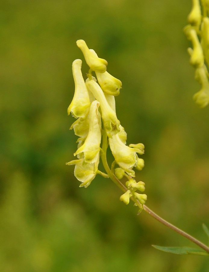 Изображение особи Aconitum kirinense.