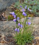 Campanula rotundifolia