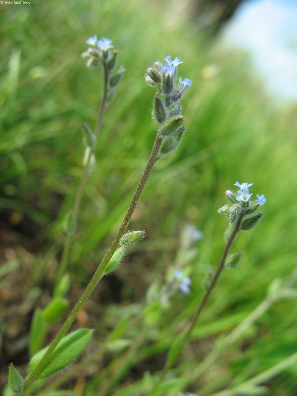 Image of Myosotis micrantha specimen.