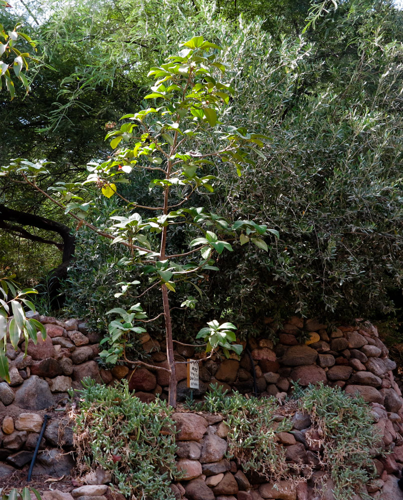 Image of Cordia subcordata specimen.