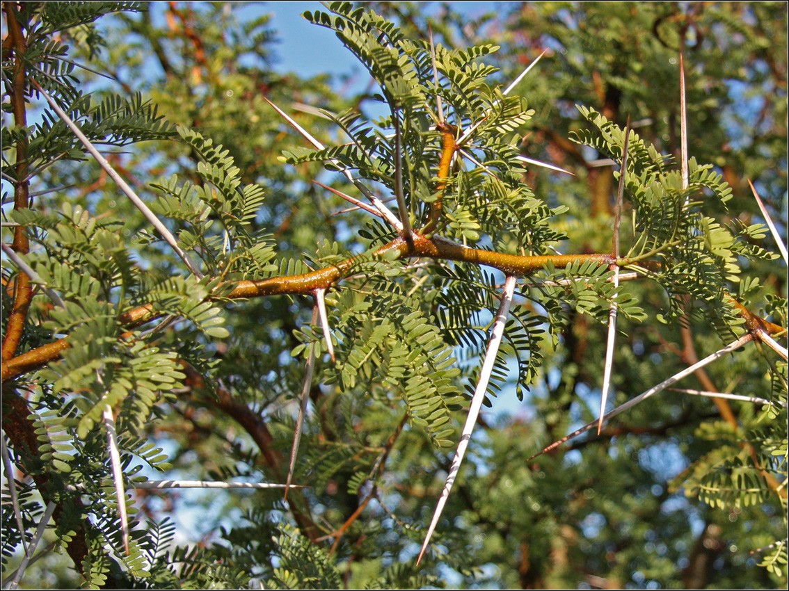 Изображение особи род Vachellia.