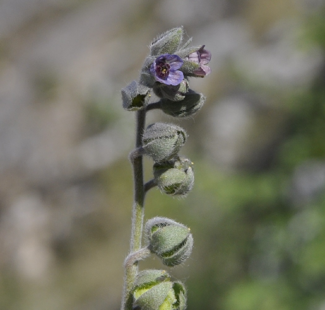 Image of Cynoglossum columnae specimen.