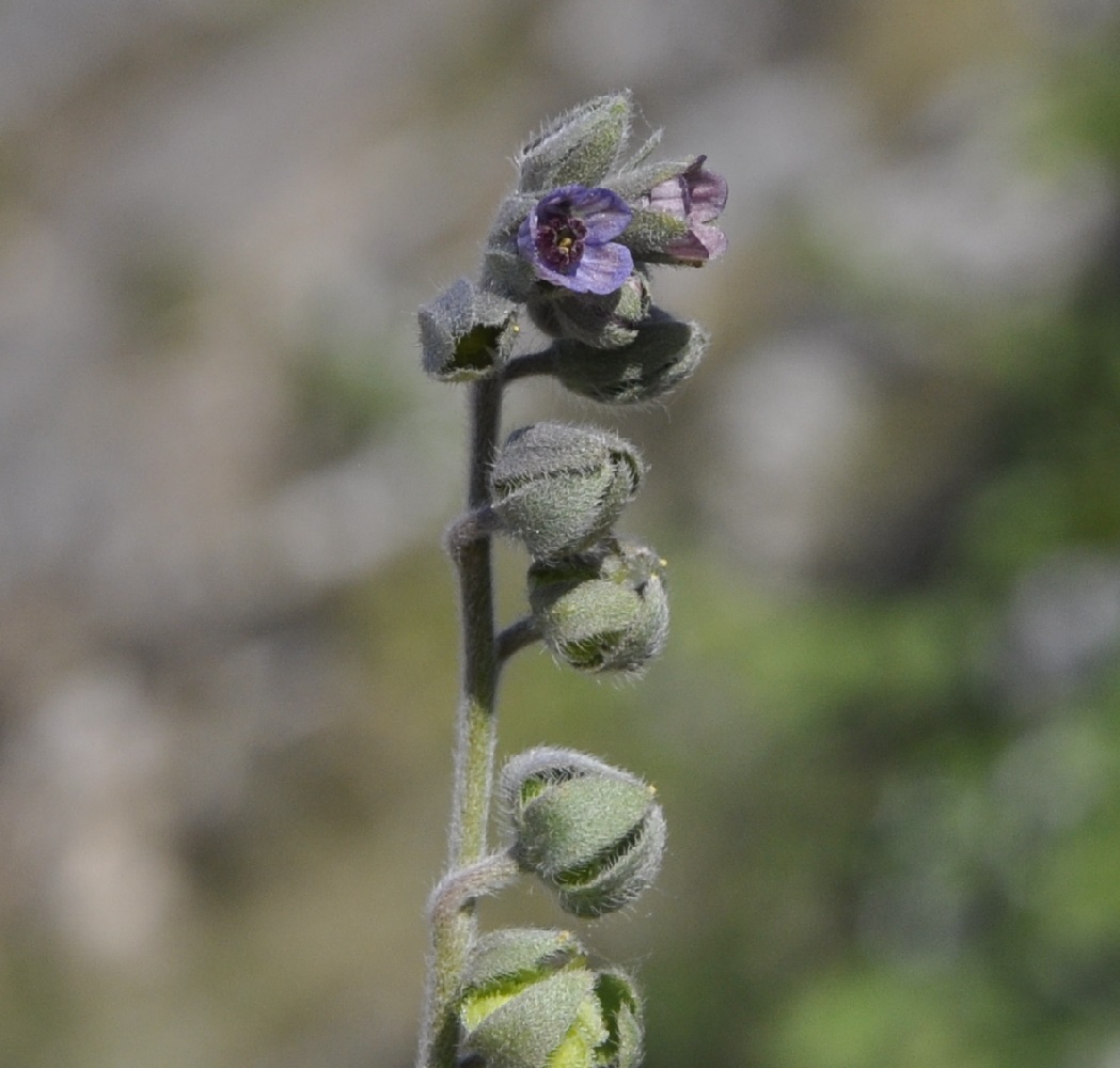 Изображение особи Cynoglossum columnae.