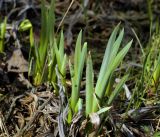 Iris pseudacorus