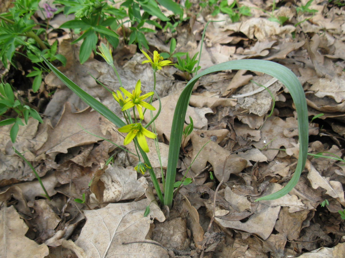 Image of Gagea lutea specimen.