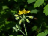 Chelidonium majus. Верхушка расцветающего растения. Чувашия, окр. г. Шумерля, берёзовая роща за объездной трассой. 14.05.2016.