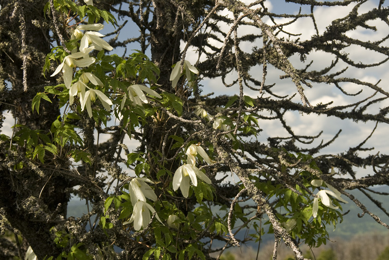 Изображение особи Atragene sibirica.