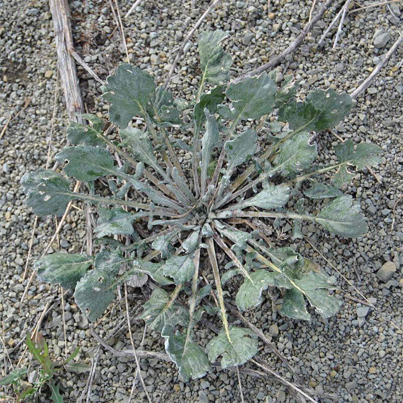 Image of Jurinella moschus specimen.