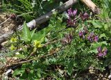 Astragalus cornutus