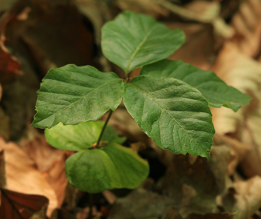 Image of Fagus sylvatica specimen.