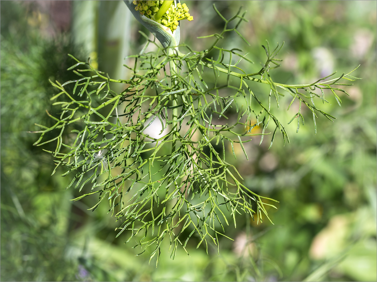 Изображение особи Ferula communis.