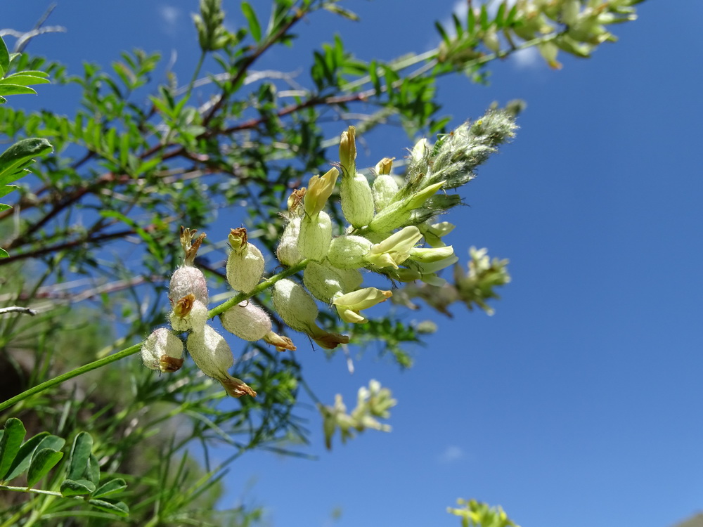 Изображение особи Astragalus scleropodius.