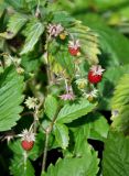 Fragaria vesca