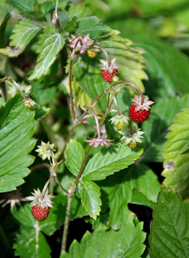 Изображение особи Fragaria vesca.