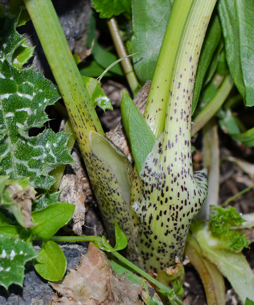 Image of Eminium spiculatum specimen.