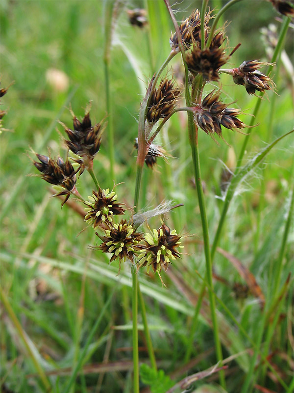 Изображение особи Luzula campestris.